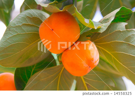 Persimmon tree with fruit in the orchard Persimmon tree with fruit in the orchard 14558325