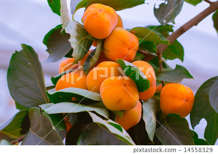 Persimmon orange, full-grown produce and sell. 14558329