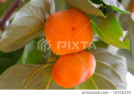 Persimmon orange, full-grown produce and sell. Persimmon orange, full-grown produce and sell. 14558330