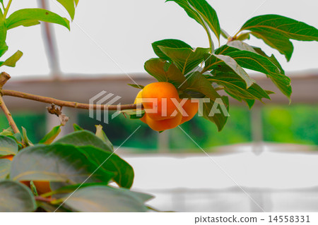 Persimmon tree and bright orange persimmons contra Persimmon tree and bright orange persimmons contra 14558331