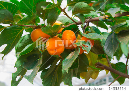 Persimmon orange, full-grown produce and sell. Persimmon orange, full-grown produce and sell. 14558334
