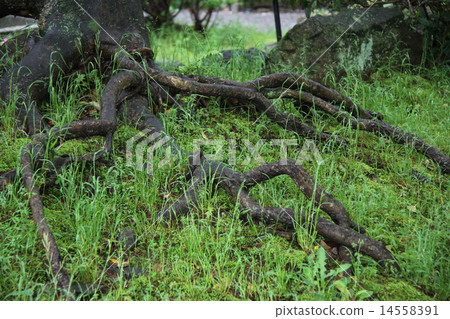 Tree root 14558391