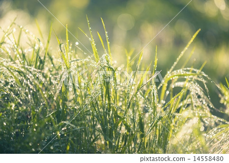 Closeup photo of fresh green grass 14558480