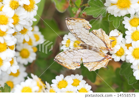 Ichigakichou和Nogiku 14558575