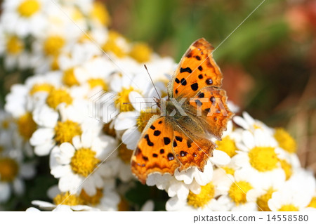 Kitatteha and the field 14558580