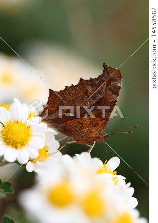 Kitatteha and the field Kitatteha and the field 14558582