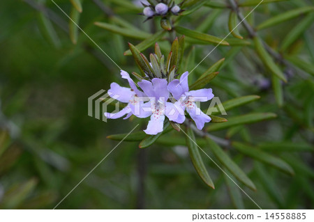 西凜齒輪 14558885