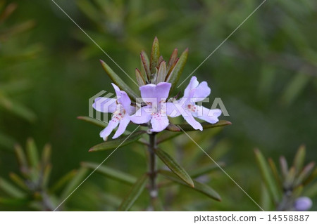 West Rin Gear 14558887