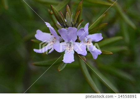 West Rin Gear 14558891