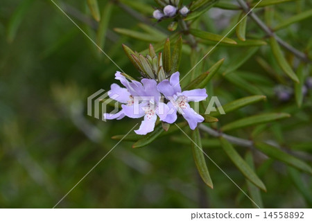 West Rin Gear 14558892