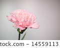 Pink carnation 14559113
