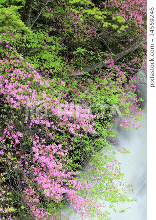 Oku-Nikko Dragonfall淡水瀑布和Mitsuba杜鵑花 14559246