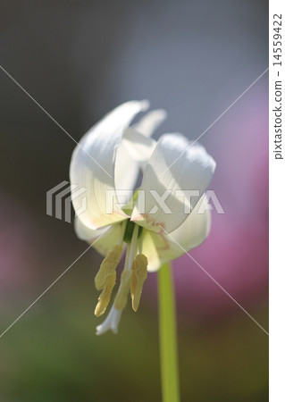White flower greeting White flower greeting 14559422