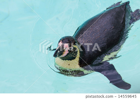 Funny penguins Funny penguins 14559645