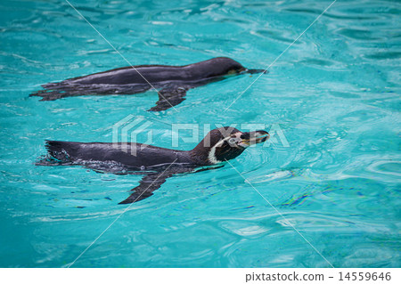 Funny penguins Funny penguins 14559646