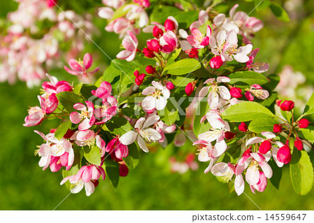 blossom tree blossom tree 14559647