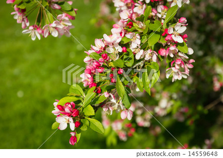 blossom tree blossom tree 14559648