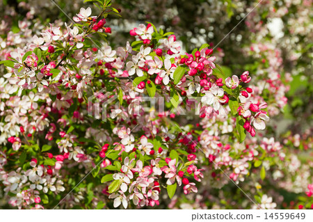 blossom tree blossom tree 14559649