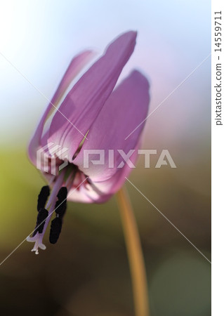 Fairy flying flowers Fairy flying flowers 14559711