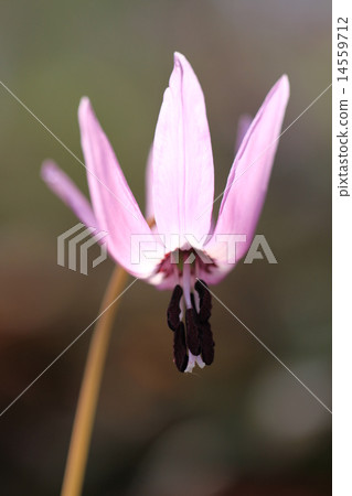 Fairy flying flowers Fairy flying flowers 14559712