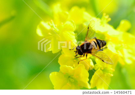 Hanaab Hanaab 14560471