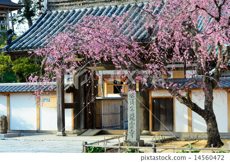 Ryuunji Temple Ryuunji Temple 14560472