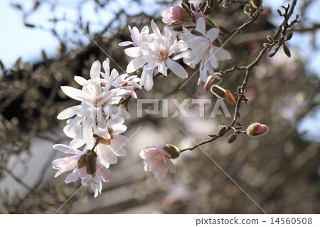 Shidikobushi開花 14560508