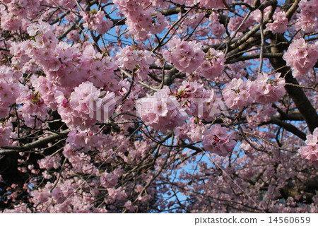 Double cherry tree 1 14560659