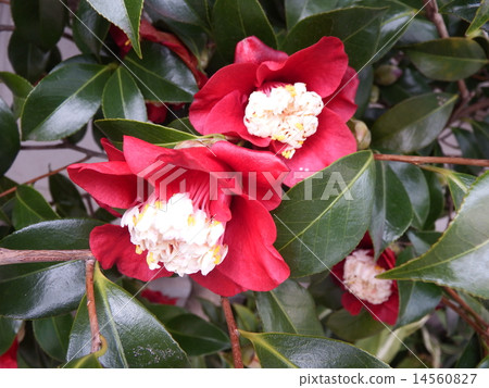 Camellia camellia, mura grove with characteristic flower buds in a single bloom of deep red. 14560827
