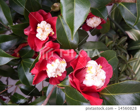 山茶花，山茶花，具有獨特的花蕾，深紅色的單一綻放。 14560828