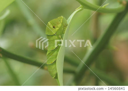 Swallowtail larvae 14560841