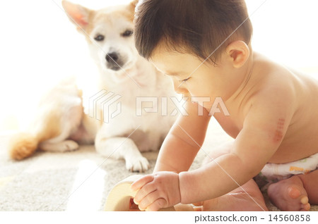 A dog watching a child A dog watching a child 14560858