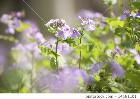 偉大的altace 14561101