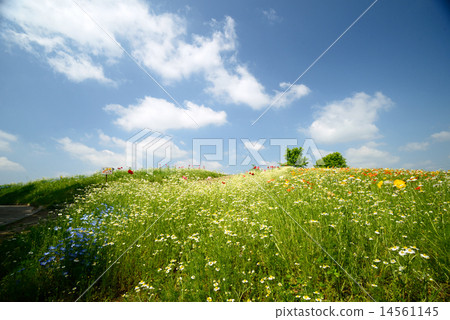 Nemophila和洋甘菊在世博會紀念公園 Nemophila和洋甘菊在世博會紀念公園 14561145