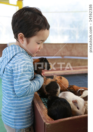 A child holding a guinea pig 14562386
