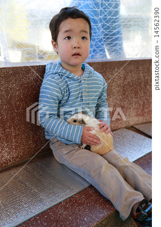 A child holding a guinea pig 14562390