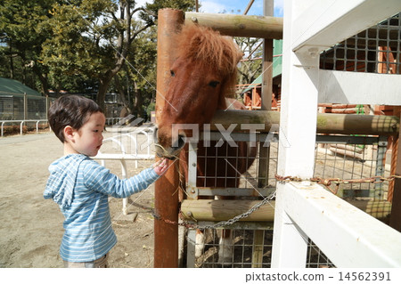給食物的孩子馬 14562391