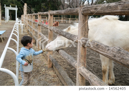 Child giving food to horses 14562405
