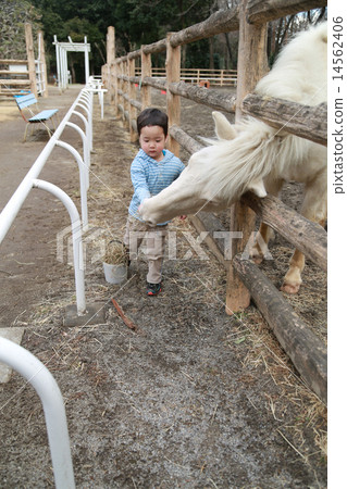 Child giving food to horses 14562406