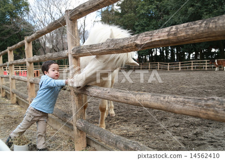 Child giving food to horses 14562410