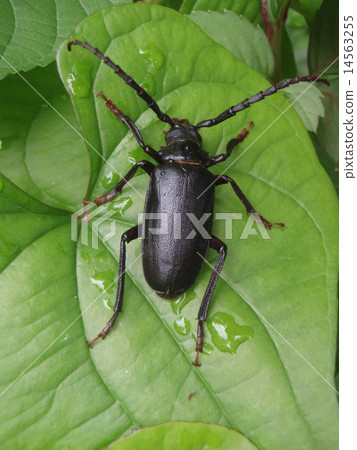 Saw beak camellia 14563255