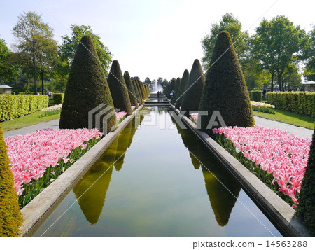 庫肯霍夫公園荷蘭庫肯霍夫 14563288