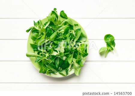 corn salad, lamb's lettuce 14563700