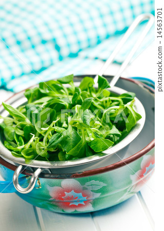 corn salad, lamb's lettuce in colander corn salad, lamb's lettuce in colander 14563701