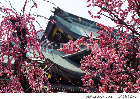 Plum blossom Plum blossom 14564256