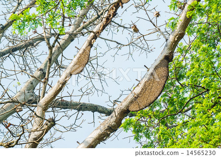Honeycomb or beehive on the big tree in forest Honeycomb or beehive on the big tree in forest 14565230