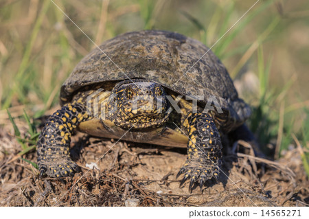 European bog turtle (emys orbicularis) European bog turtle (emys orbicularis) 14565271