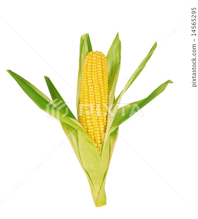 corn 14565295