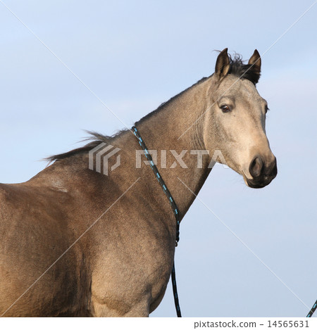 Nice bay quarter horse Nice bay quarter horse 14565631