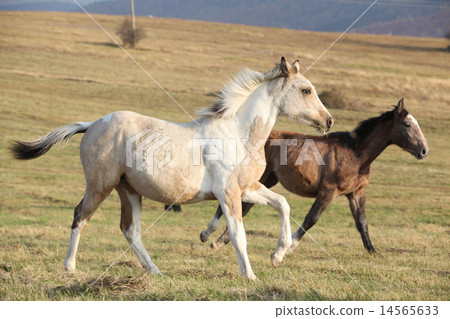 Two horses running together 14565633